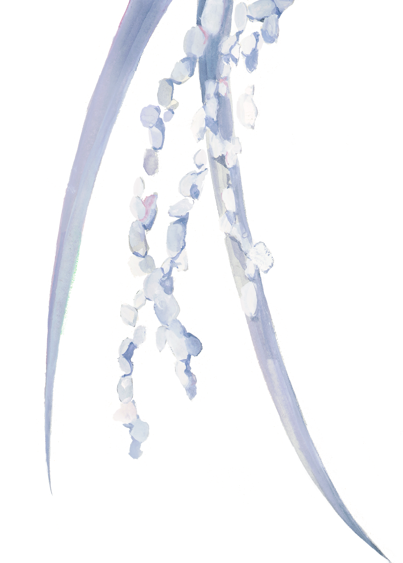 ying-bg2